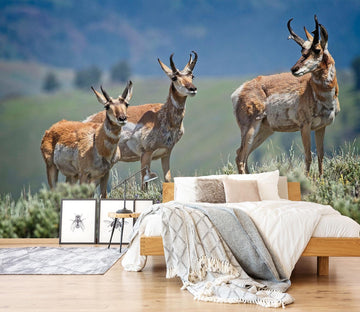 3D Pronghorn Antelope 101 Kathy Barefield Wall Mural Wall Murals Wallpaper AJ Wallpaper 2 