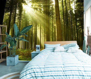 3D Forest Sunlight 119 Wall Murals Wallpaper AJ Wallpaper 2 