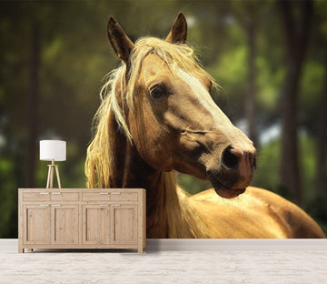 3D Horse Head Sunshine 668 Wallpaper AJ Wallpaper 