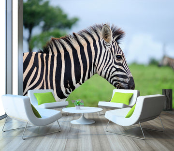 3D Zebra 58069 Wall Murals