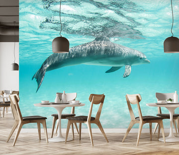 3D Dolphin Leisure 225 Wall Murals