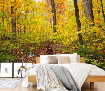 3D Autumn Trail 61142 Kathy Barefield Wall Mural Wall Murals