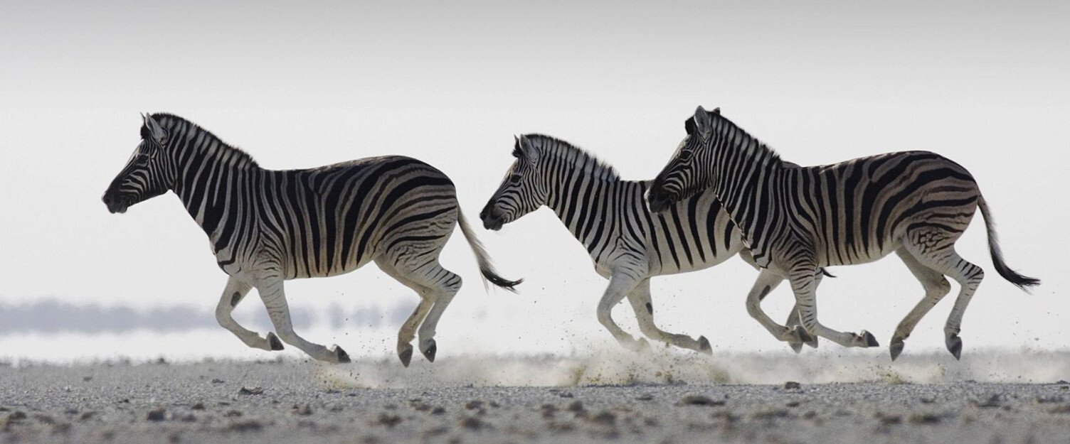 Galloping Zebras Wallpaper AJ Wallpaper 