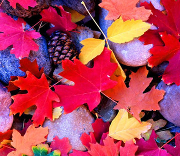 Ground Fallen Leaves Wallpaper AJ Wallpaper 