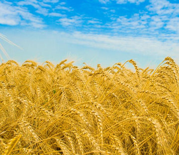 Mature Wheat Field Wallpaper AJ Wallpaper 