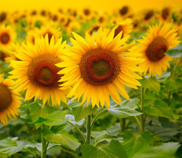 Bright Sunflowers 1 Wallpaper AJ Wallpaper 