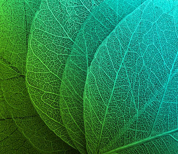 Leaf Veins 1 Wallpaper AJ Wallpaper 