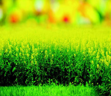 Rape Flower Field 2 Wallpaper AJ Wallpaper 