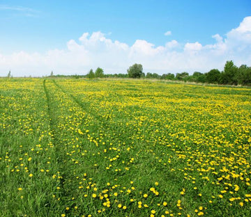 Flowers Field Wallpaper AJ Wallpaper 