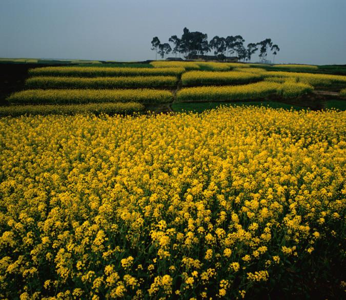 Rape Flowers Fields 5 Wallpaper AJ Wallpaper 