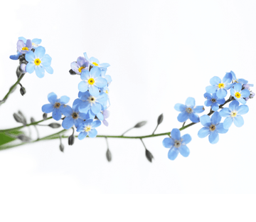 Blue Flowers 2 Wallpaper AJ Wallpaper 