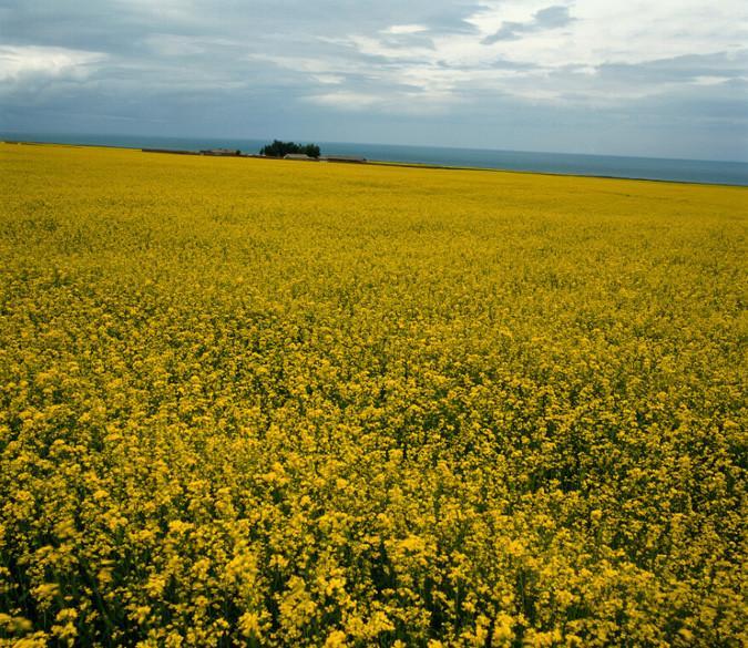 Rape Flower Fields 6 Wallpaper AJ Wallpaper 