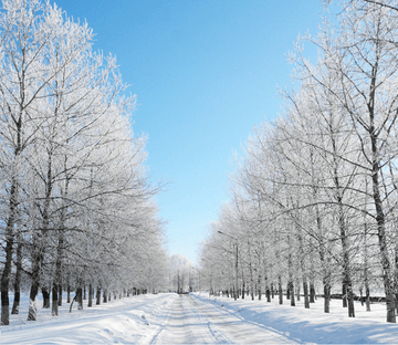 Snowcapped Avenue Wallpaper AJ Wallpaper 