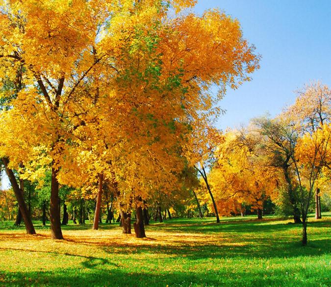 Lawn Yellow Trees Wallpaper AJ Wallpaper 