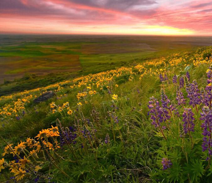 Hillside Wildflowers Wallpaper AJ Wallpaper 