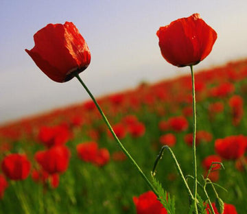 Red Flowers Field 2 Wallpaper AJ Wallpaper 