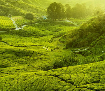 Hilly Tea Plantation 1 Wallpaper AJ Wallpaper 