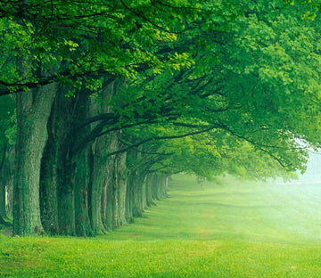 Green Lawn And Trees Wallpaper AJ Wallpaper 