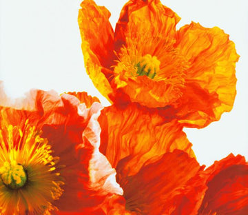 Orange Flowers 1 Wallpaper AJ Wallpaper 