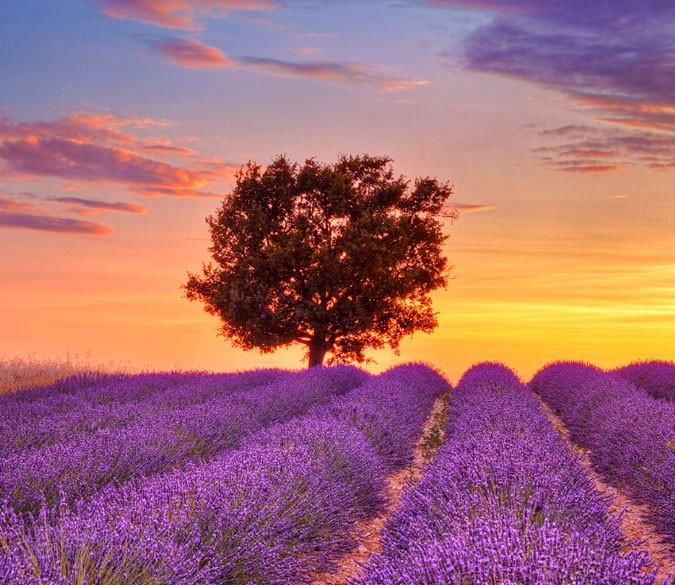 Flowers Field Sunset Wallpaper AJ Wallpaper 