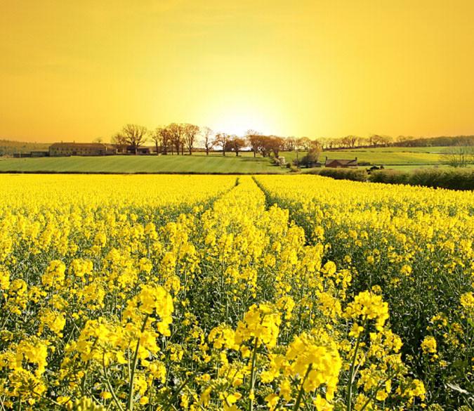 Rape Flower Field Wallpaper AJ Wallpaper 