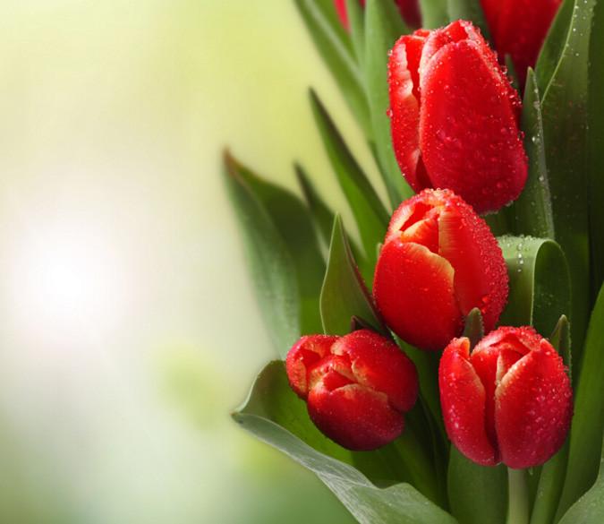 Red Tulips Buds Wallpaper AJ Wallpaper 