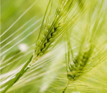 Green Wheat 2 Wallpaper AJ Wallpaper 