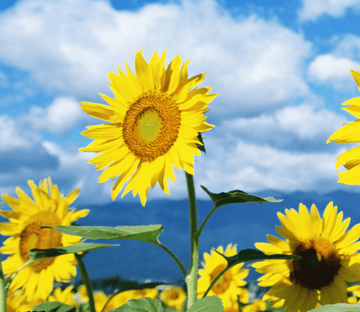 Bright Sunflowers 4 Wallpaper AJ Wallpaper 