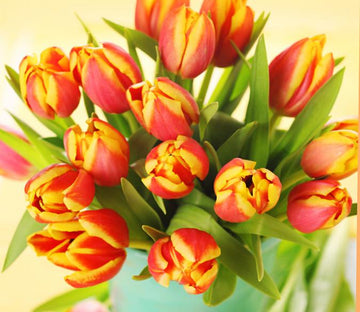 Beautiful Tulips Wallpaper AJ Wallpaper 