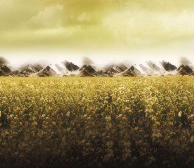 Rape Flower Fields 8 Wallpaper AJ Wallpaper 