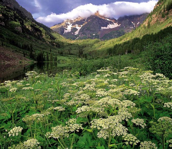 Mountains Wildflowers Wallpaper AJ Wallpaper 