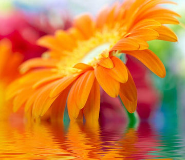 Orange Flower Wallpaper AJ Wallpaper 