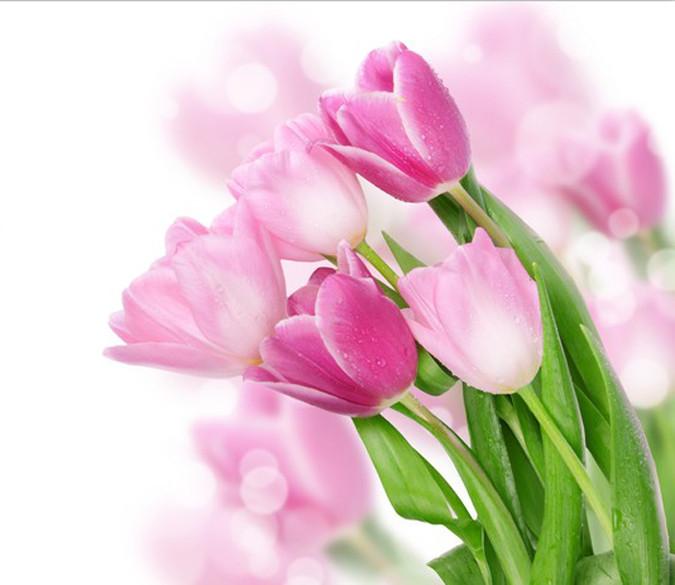 Beautiful Pink Tulips Wallpaper AJ Wallpaper 