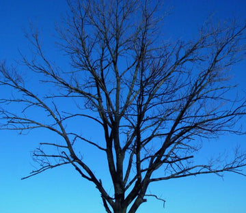 Bare Tree 2 Wallpaper AJ Wallpaper 