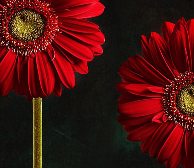 Grace Red Chrysanthemums Wallpaper AJ Wallpaper 