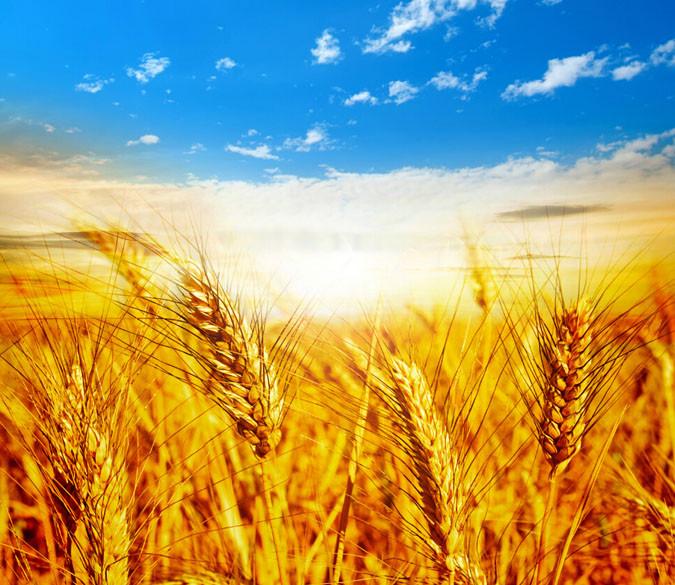 Golden Wheat Wallpaper AJ Wallpaper 