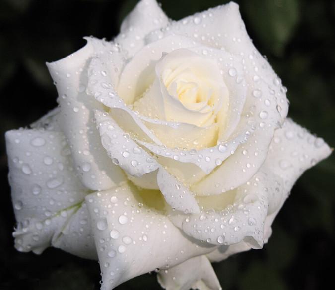 Dewy White Rose Wallpaper AJ Wallpaper 