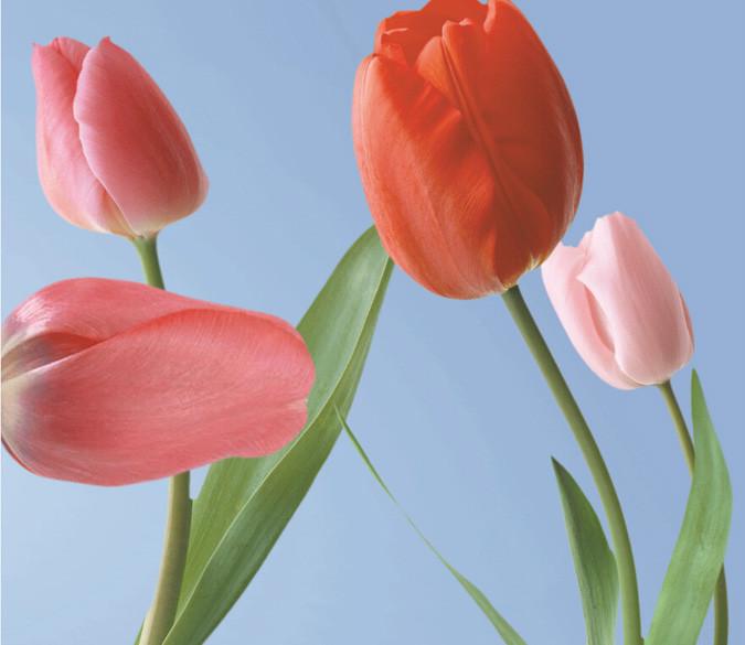 Fresh Tulips Wallpaper AJ Wallpaper 