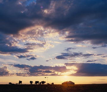 Pasture Sunset Wallpaper AJ Wallpaper 