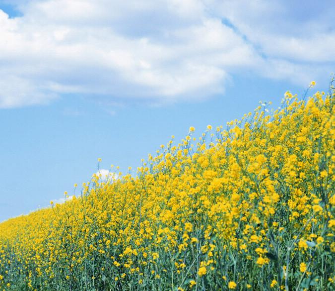 Rape Flower Field 4 Wallpaper AJ Wallpaper 