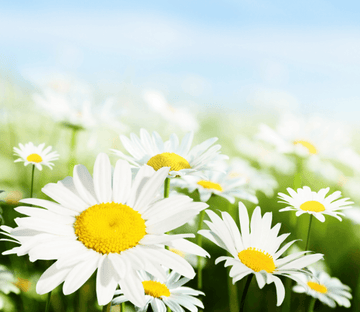 Beautiful Wildflowers 8 Wallpaper AJ Wallpaper 