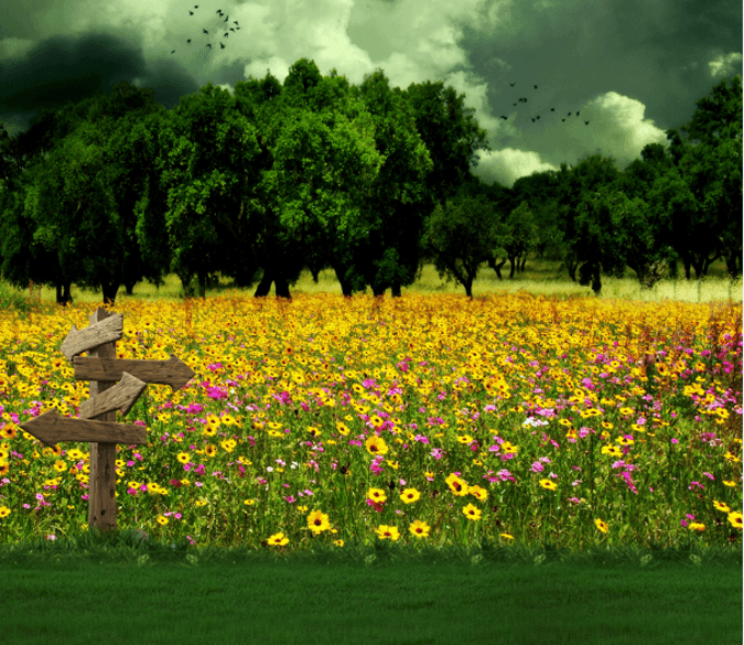 Bright Flowers Field Wallpaper AJ Wallpaper 