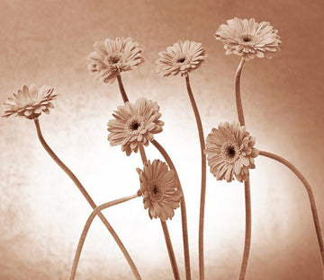 Graceful Chrysanthemums Wallpaper AJ Wallpaper 