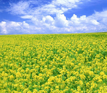 Boundless Rape Flower Fields 1 Wallpaper AJ Wallpaper 