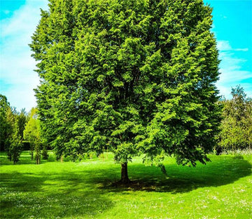 3D Green Tree 629 Wallpaper AJ Wallpaper 