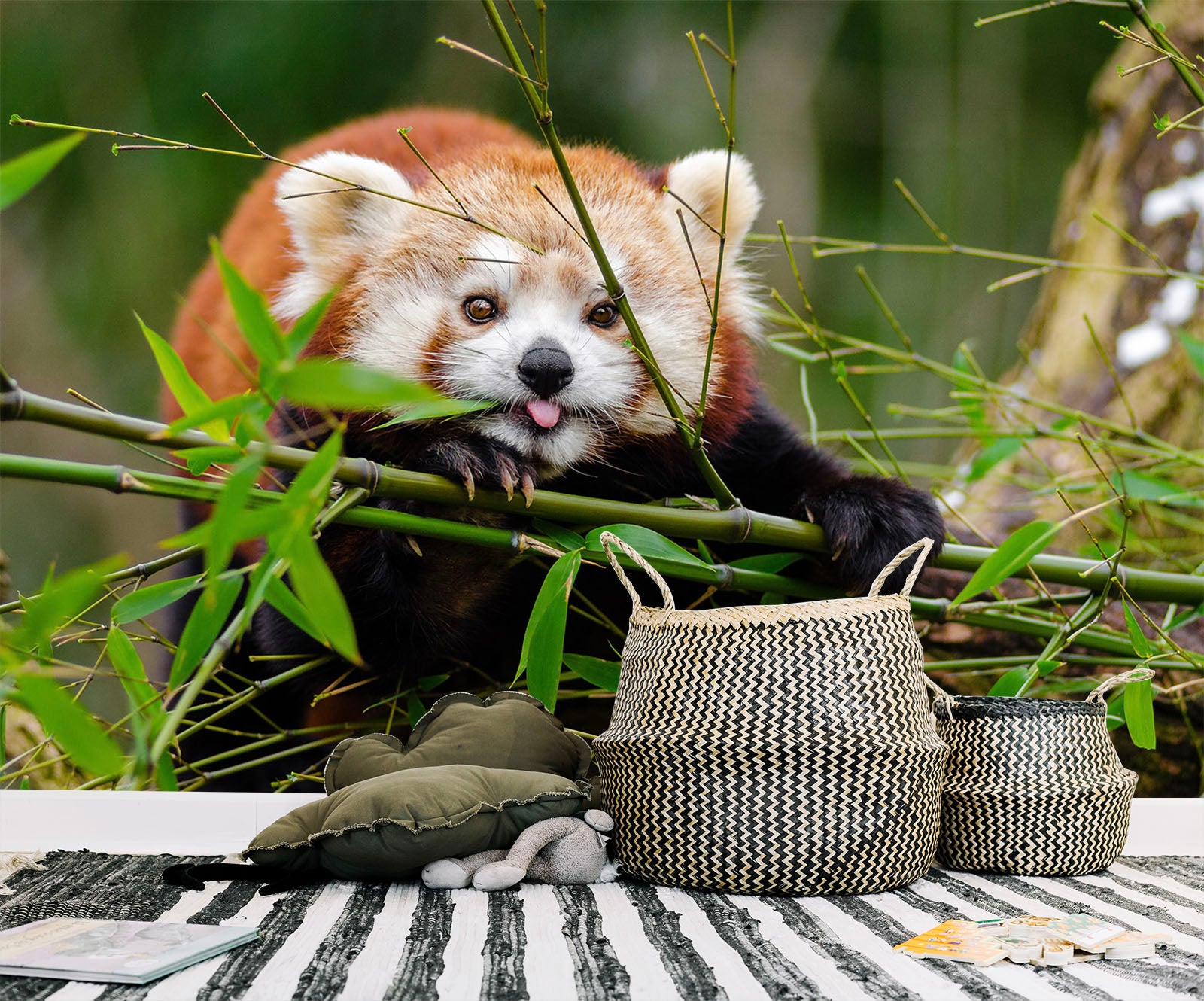 3D Red Panda 128 Wall Murals