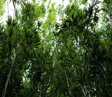 3D Forest Tree Green 033 Wallpaper AJ Wallpaper 