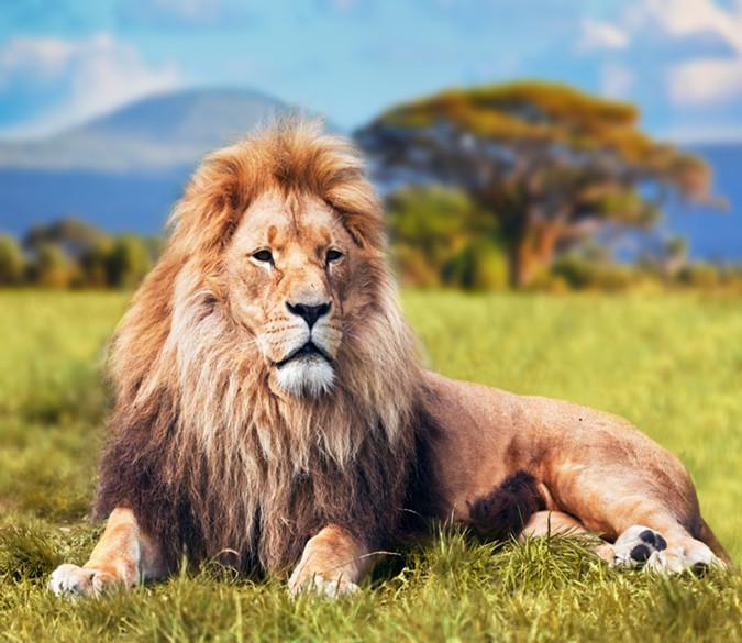 3D Prairie Lion 5 Wallpaper AJ Wallpaper 