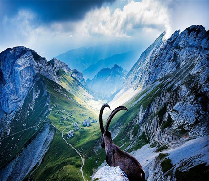 3D Mountain Deer Wallpaper AJ Wallpaper 