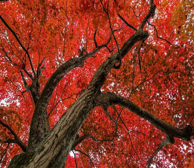 3D Red Maple Tree 35 Wallpaper AJ Wallpaper 